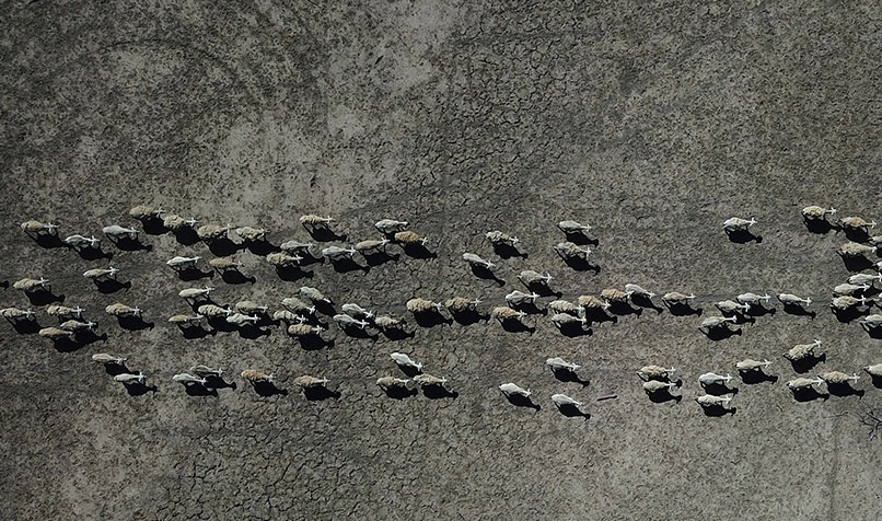 Sheep move across the barren grazing land of sheep farmer Wayne Smith's property near Pooncarie. (AAP Image/Dean Lewins)