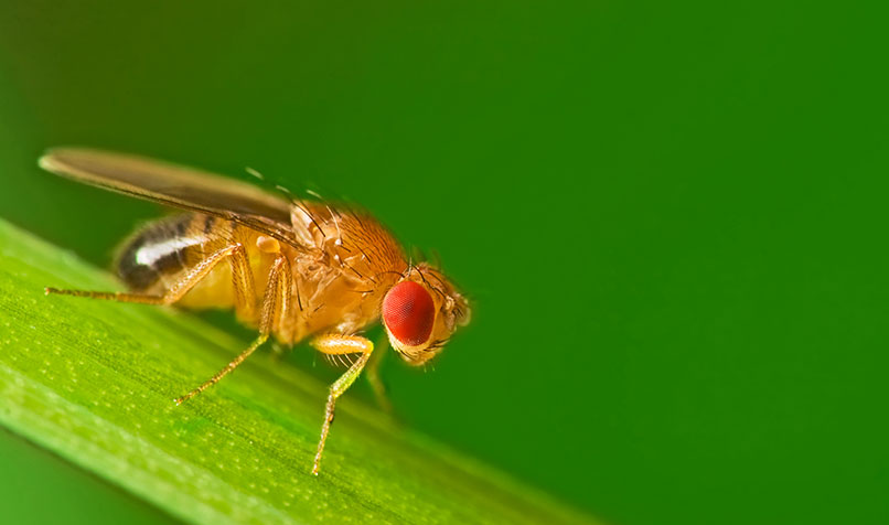 $16 million has been allocated for fruit fly response activities following outbreaks in metropolitan Adelaide and the Riverland.