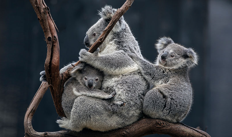 $193 million was announced to help NSW meet the goal of doubling its koala population by 2050.