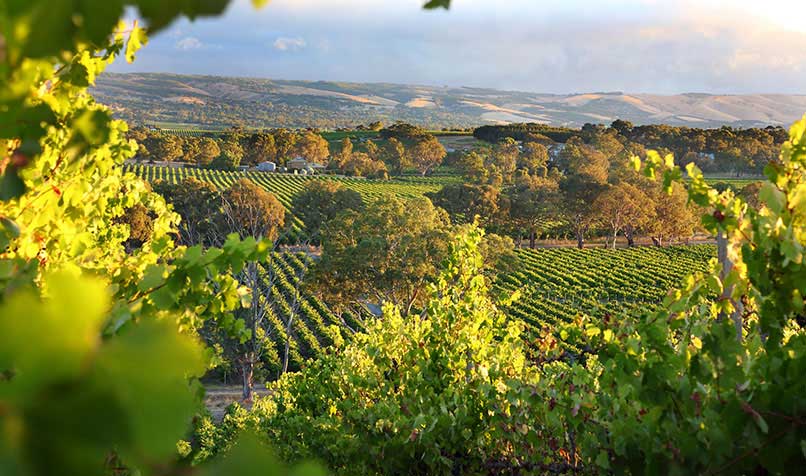 $5 million has been allocated  to support South Australian wine exports and market diversification.
